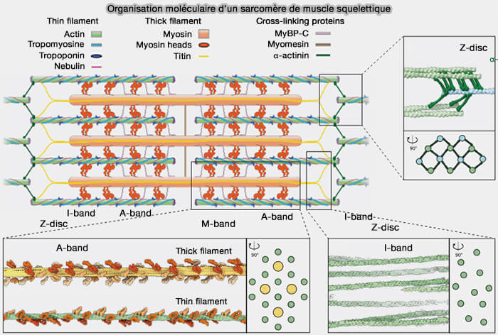Organisation moléculaire d’un sarcomère de muscle squelettique