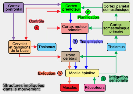 Structures anatomiques impliquées dans le mouvement