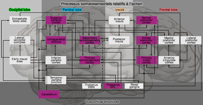 Processus somatosensoriels relatifs à l'action