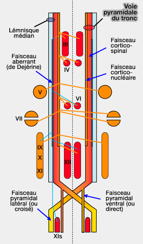 Voie pyramidale du tronc cérébral