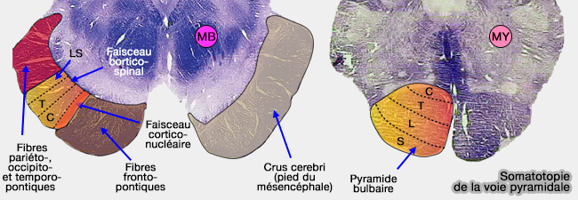 Somatotopie de la voie pyramidale du tronc cérébral