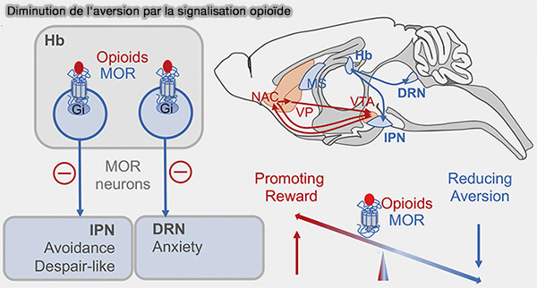 Diminution de l'aversion par la signalisation opioïde