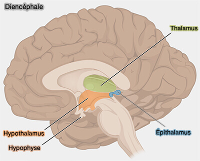 Diencéphale