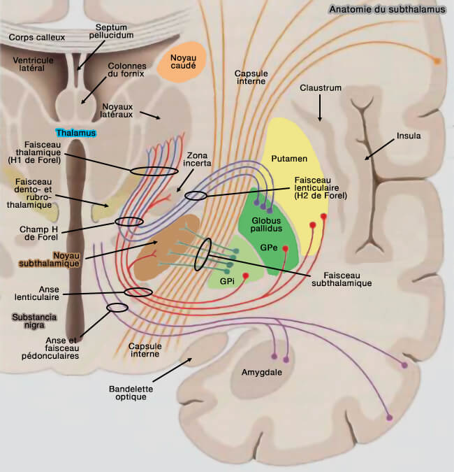 Anatomie du subthalamus