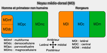 Noyau médio-dorsal (MD) du thalamus