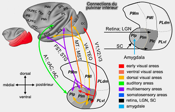 Connections du pulvinar inférieur