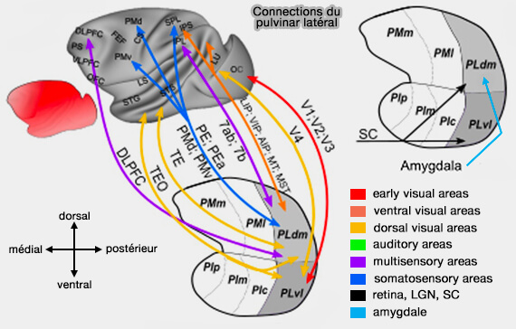 Connections du pulvinar latéral