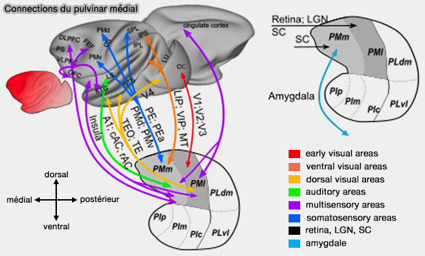 Connections du pulvinar médial