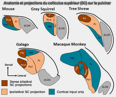 Anatomie du pulvinar selon les espèces