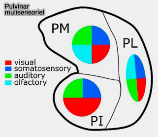 Pulvinar multisensoriel