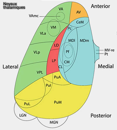 Anatomie du pulvinar selon les espèces