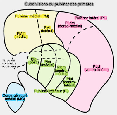 Anatomie du pulvinar selon les espèces