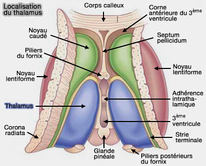 Localisation du thalamus