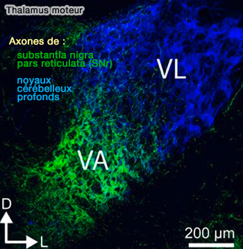 Noyaux thalamiques moteurs