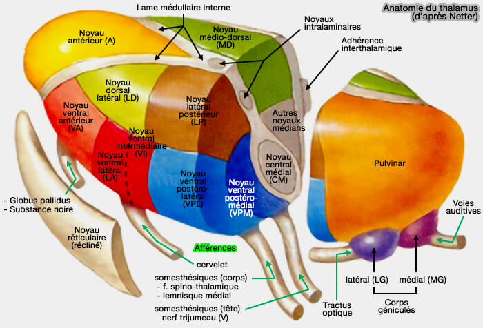 Anatomie du thalamus selon Netter