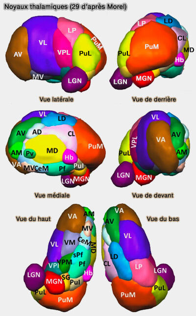 Noyaux thalamiques d'après Anne Morel