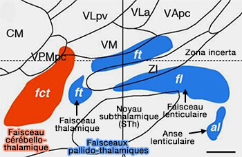 Entrées sur les noyaux ventraux