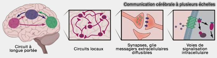 Communication cérébrale à plusieurs échelles