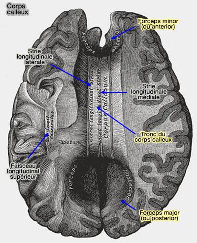 Corps calleux (vue ventrale)