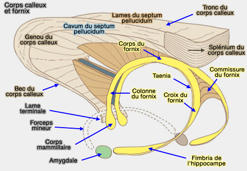 Corps calleux et fornix