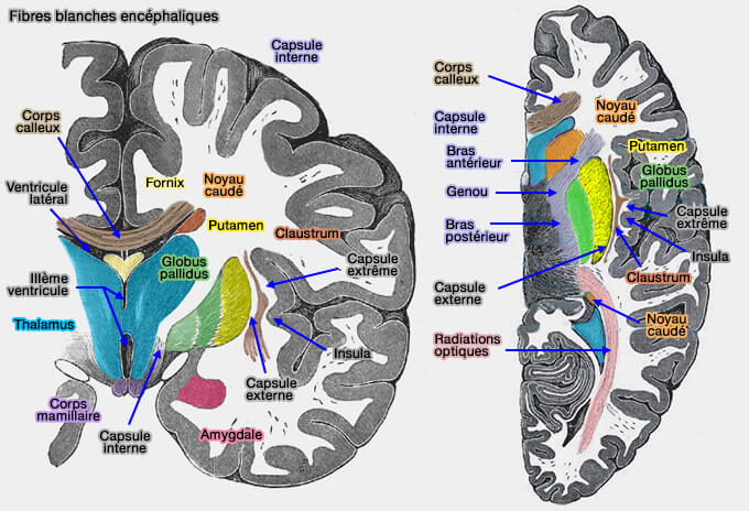Fibres blanches encéphaliques