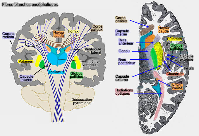 Fibres blanches encéphaliques