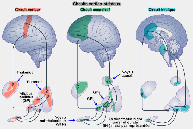 Ganglions de la base (noyaux gris centraux)