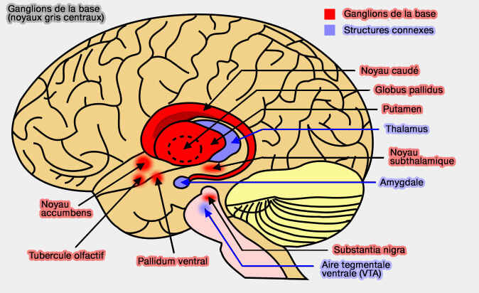 Ganglions de la base (noyaux gris centraux)