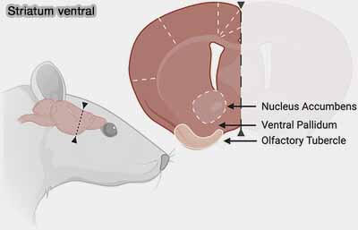 Bulbe olfactif, noyau olfactif antérieur et tubercule olfactif