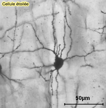 Cellule étoilée