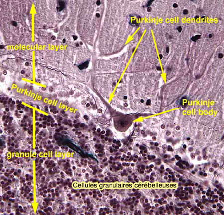 Cellules granulaires cérébelleuses