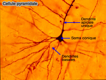 Cellule pyramidale