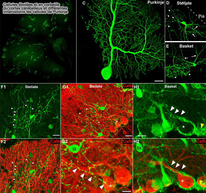 Cellules étoilées et en corbeille du cortex cérébelleux 