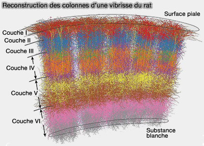 Reconstruction des 5 colonnes d'une vibrisse de rat