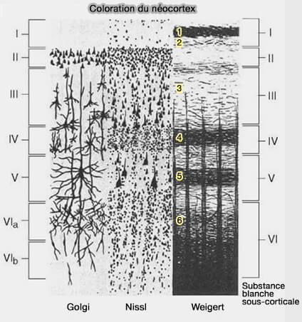 Les 6 colonnes du néocortex