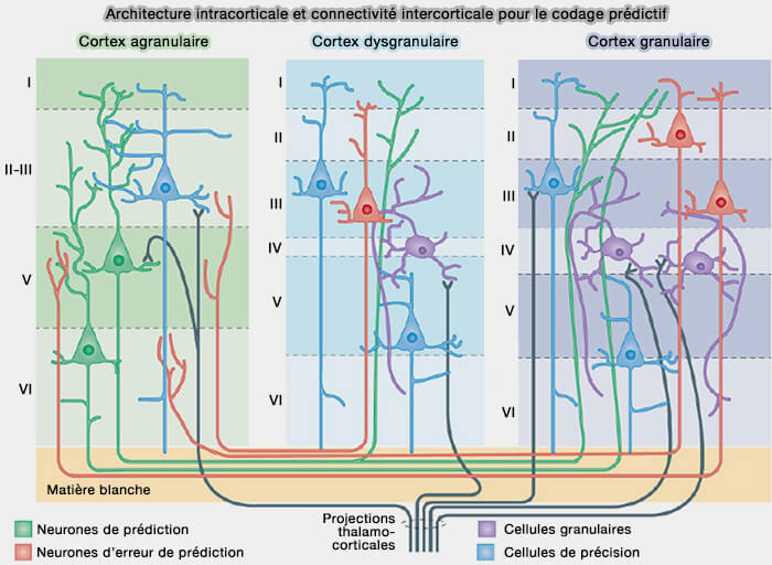 Différents néocortex et codage prédictif