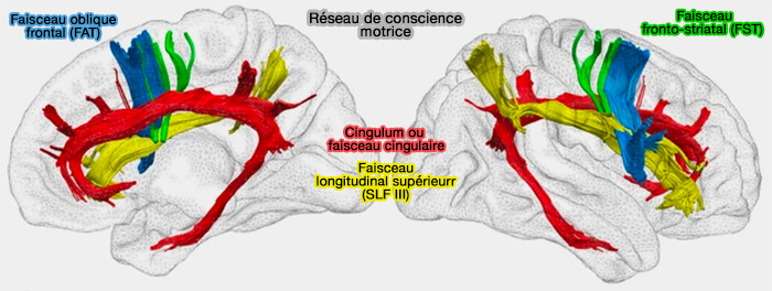 Réseau de conscience motrice