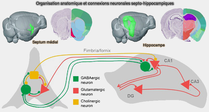 Organisation anatomique et connexions neuronales septo-hippocampiques