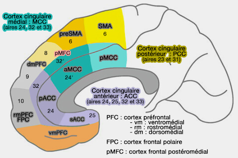 Cortex cingulaire médial (MCC)