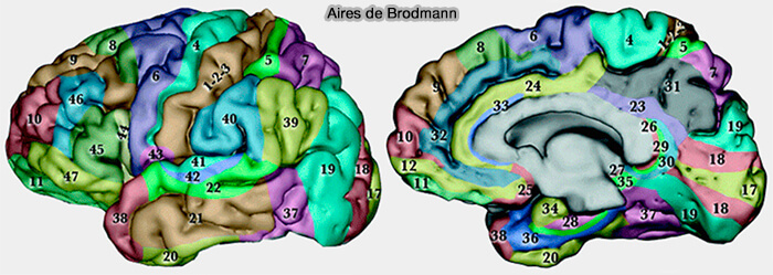 Aires de Brodmann