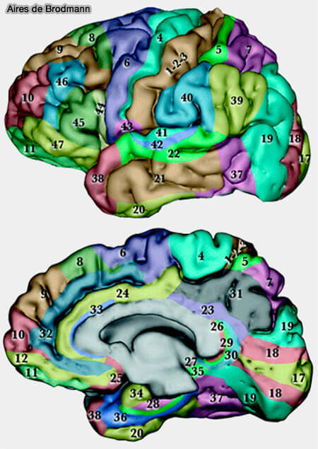 Aires de Brodmann