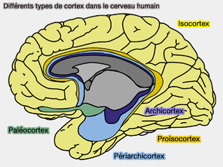 Noyaux amygdaliens et BNST