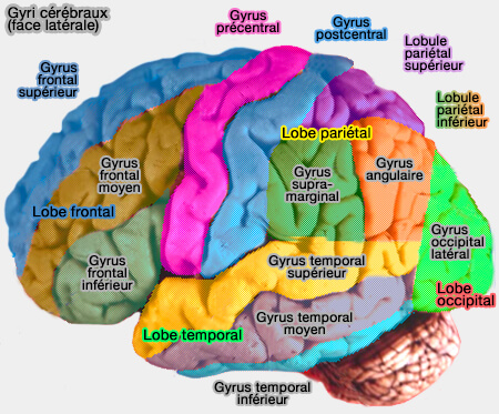 Gyri cérébraux (face latérale)