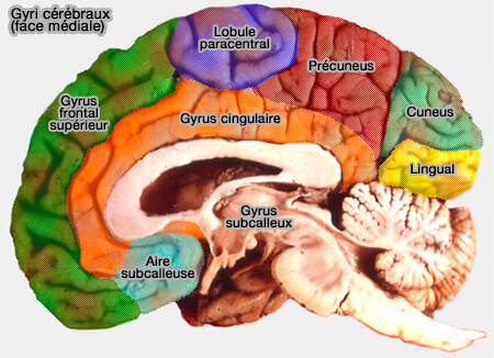 Gyri cérébraux (face médiale)