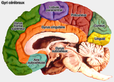 Gyri cérébraux