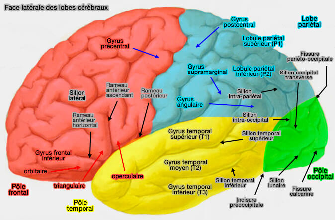 Face latérale des lobes cérébraux