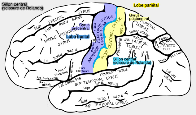 Sillon central (CS) ou scissure de Roland oet gyri adjacents