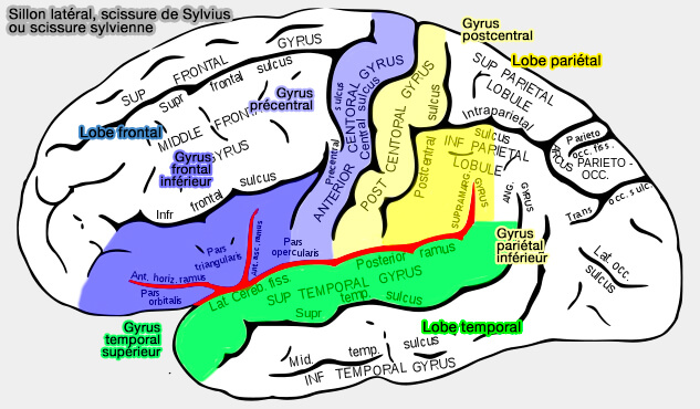 Sillon latéral, scissure de Sylvius ou scissure sylvienne et gyri adjacents