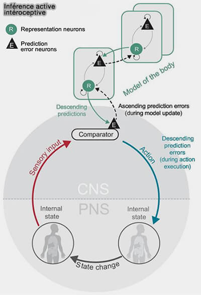 Inférence active intéroceptive