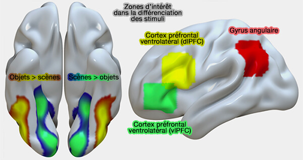 Procédure expérimentale et scènes 3D